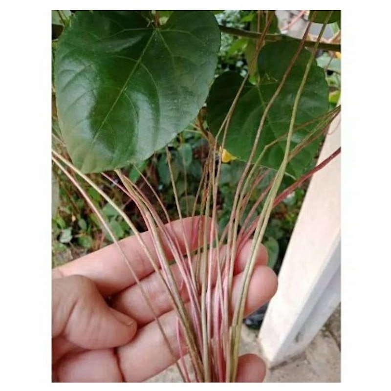 Curtain Ivy Akar Gantung 2