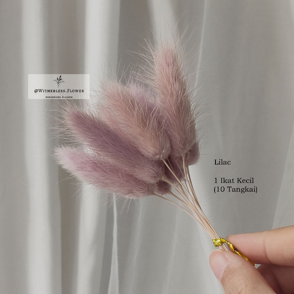 Preserved Lagurus Bunny Tail 3