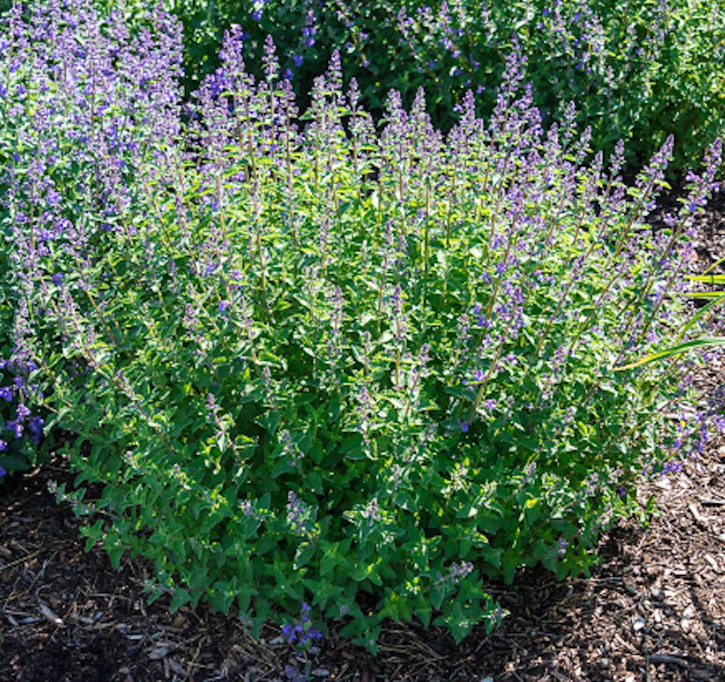 Tanaman Catnip 1