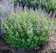 Tanaman Catnip 1