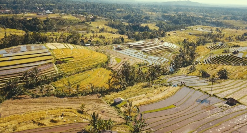 Terasering Tegallalang 1