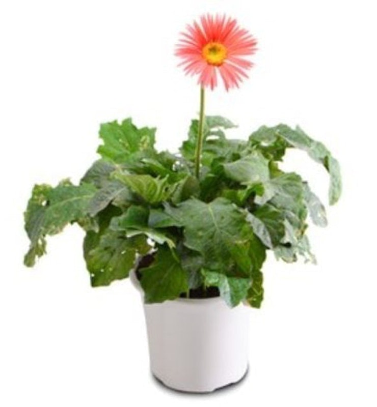 Bibit Bunga Gerbera 1