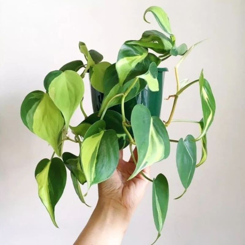 Philodendron Brasil 5
