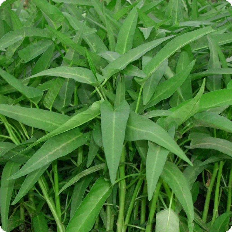 Permata Baru Benih Kangkung Super Murah 2