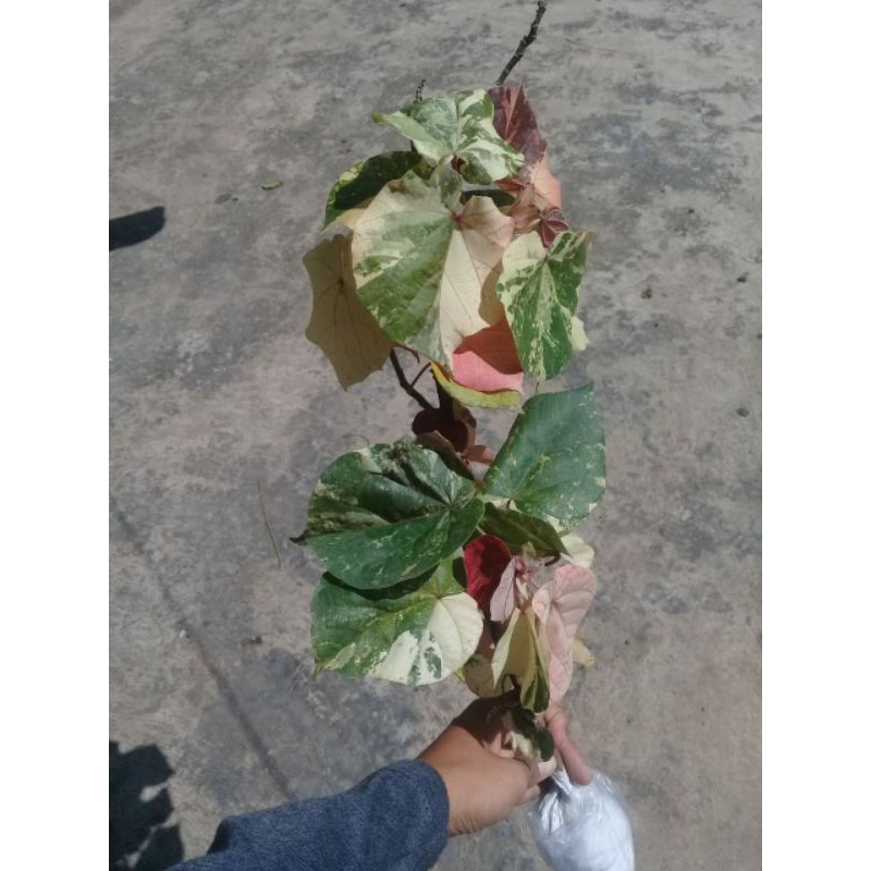  Bonsai Waru Variegata