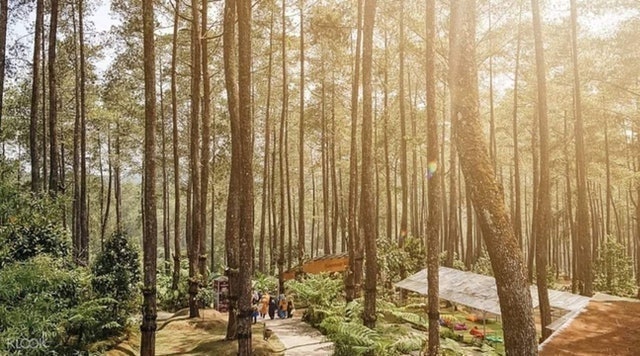 Gunung Putri Lembang 4