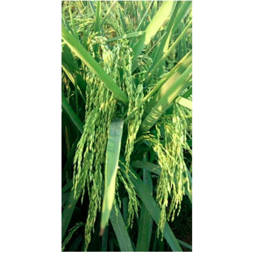  Padi Unggul Lokal Jawa Barat Cibatu 06 5 kg