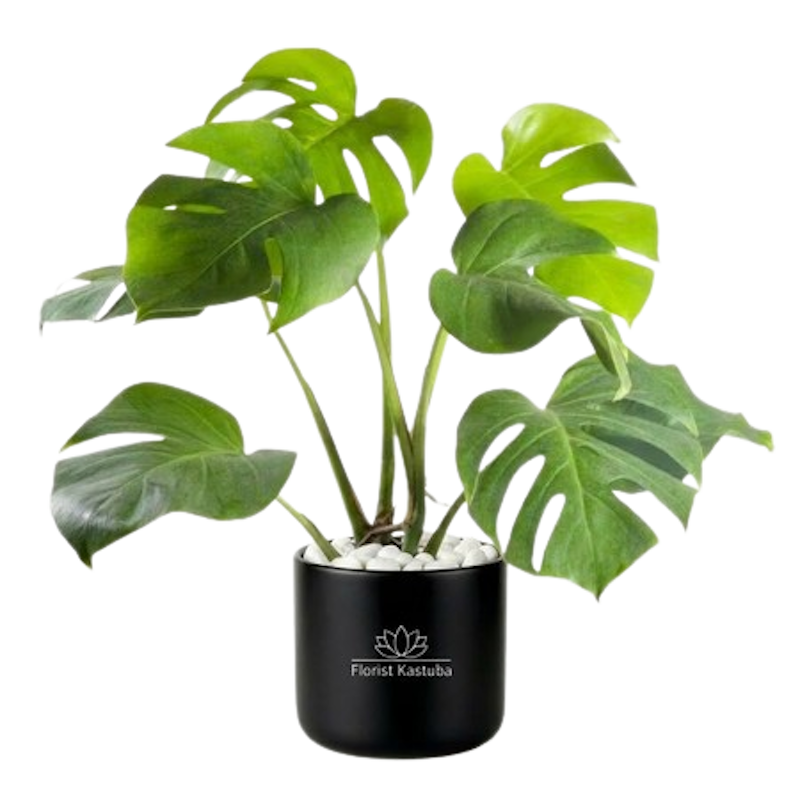 Monstera Deliciosa 1