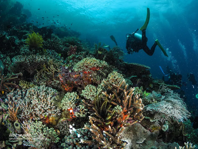 Discover Scuba Diving 2