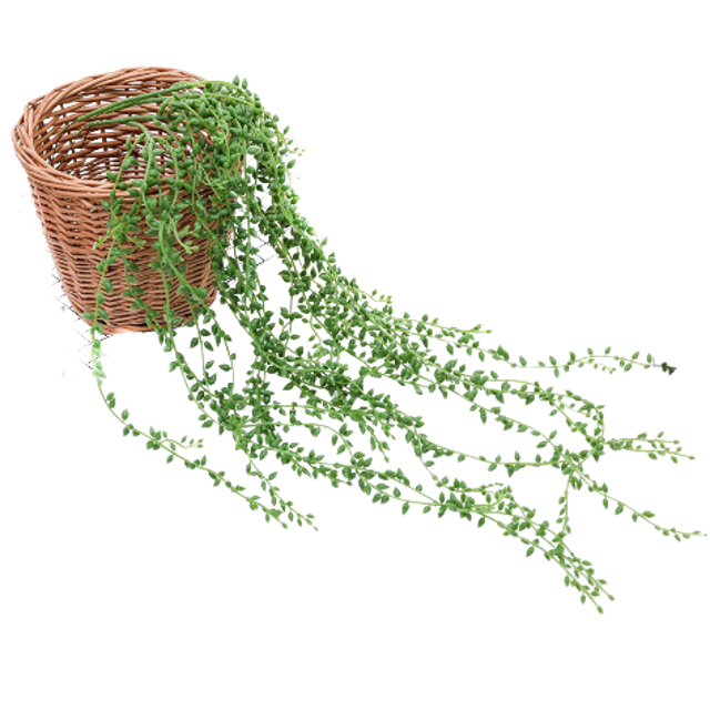 Daun Rambat Plastik Aglonema