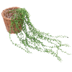 Daun Rambat Plastik Aglonema