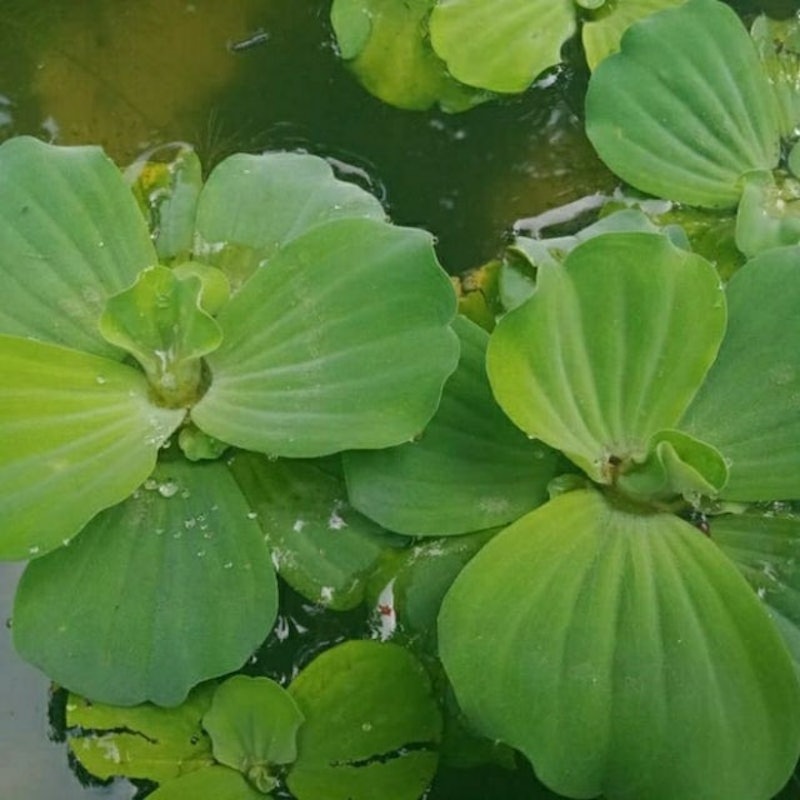 Bibit Pistia stratiotes (apu-apu) 1