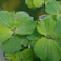 Bibit Pistia stratiotes (apu-apu) 1