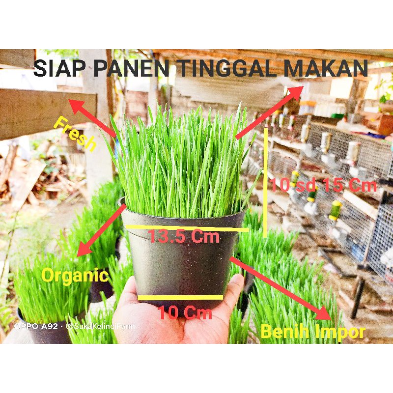 Rumput Kucing Siap Makan 2