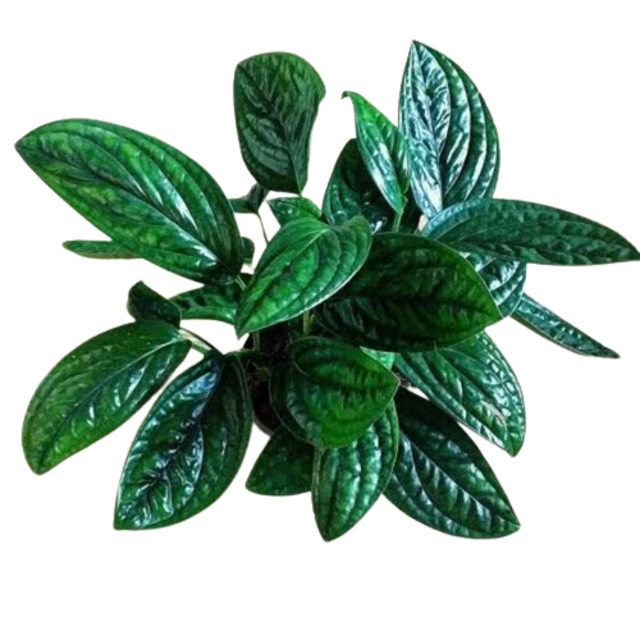 Monstera karstenianum