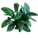 Monstera karstenianum 1