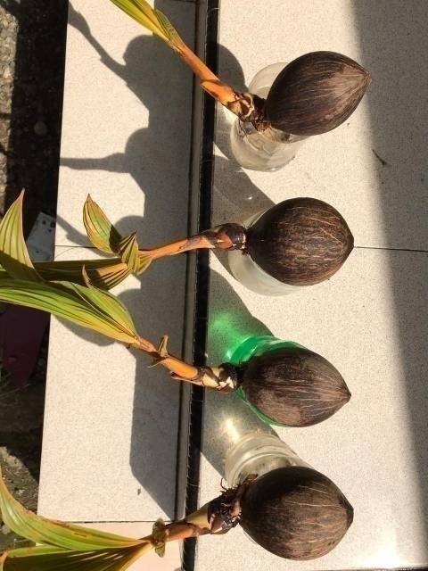  Bonsai Kelapa Gading Kuning