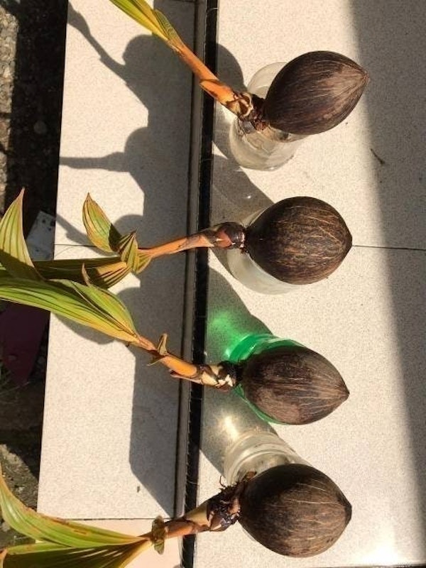 Bonsai Kelapa Gading Kuning 3