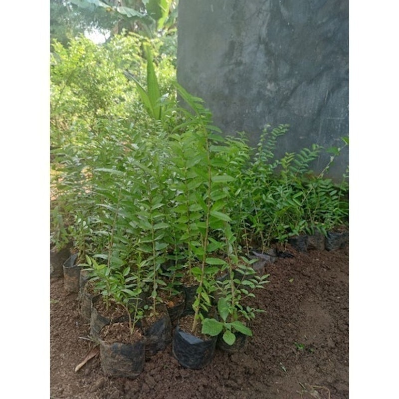 Bonsai Anting Putri 5
