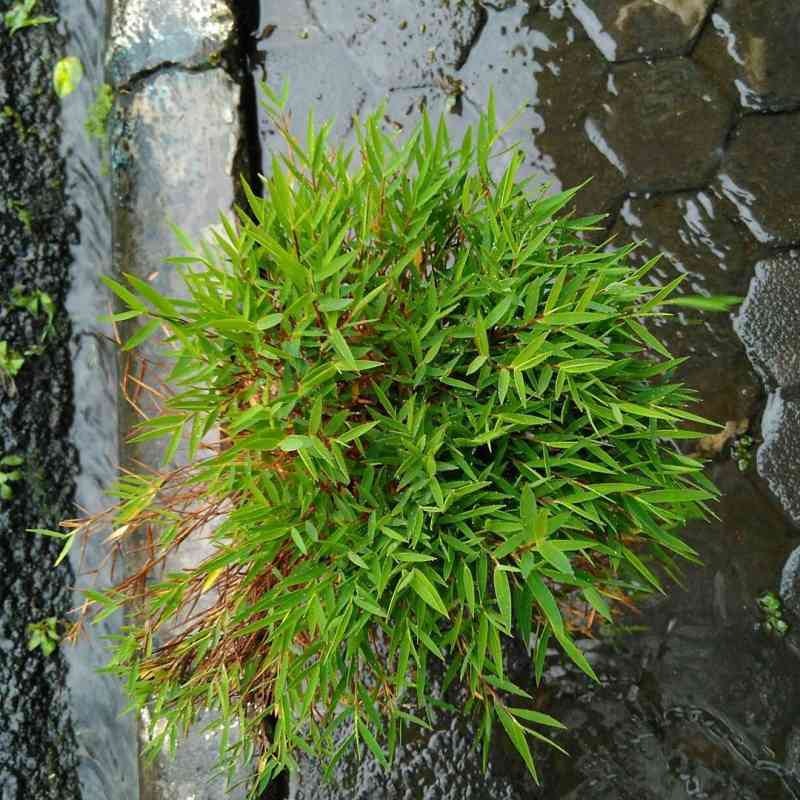 Bonsai Bambu 4