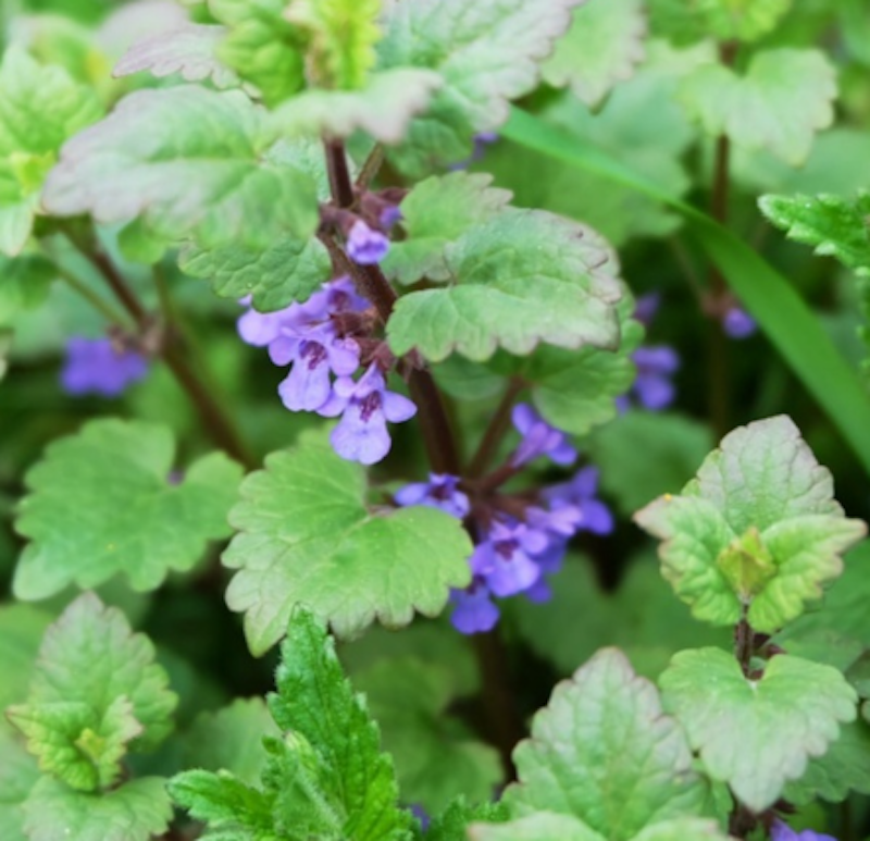 Tanaman Catnip 2