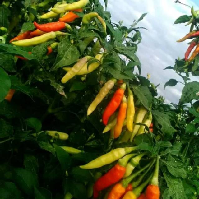 Halbanero Benih Cabe Rawit Shypoon