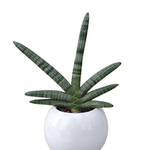 Sansevieria cylindrica 'Boncel'