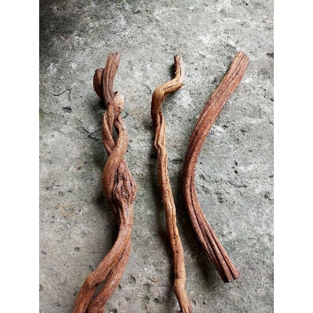  Kayu Santigi Laut Karang