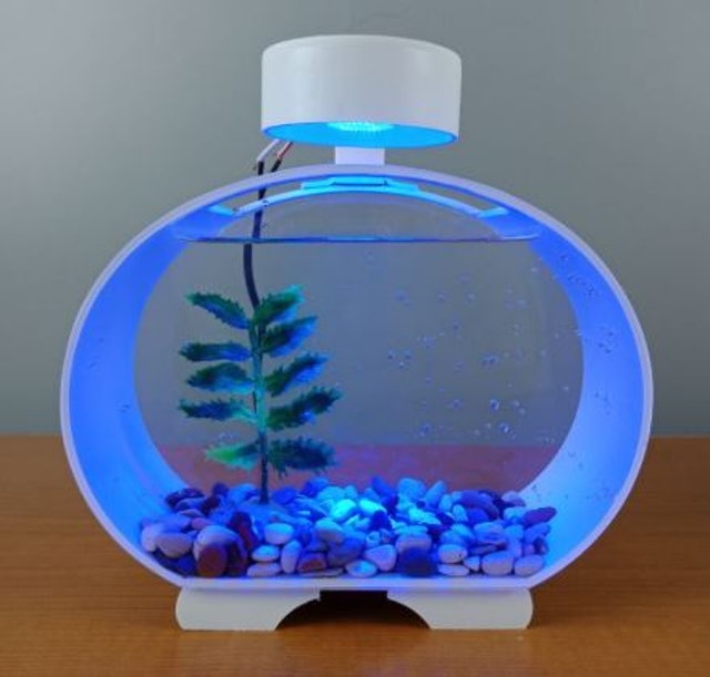 Akuarium Akrilik Mini Ikan Cupang Solitare 4