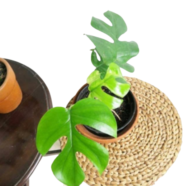 Rhaphidophora tetrasperma 