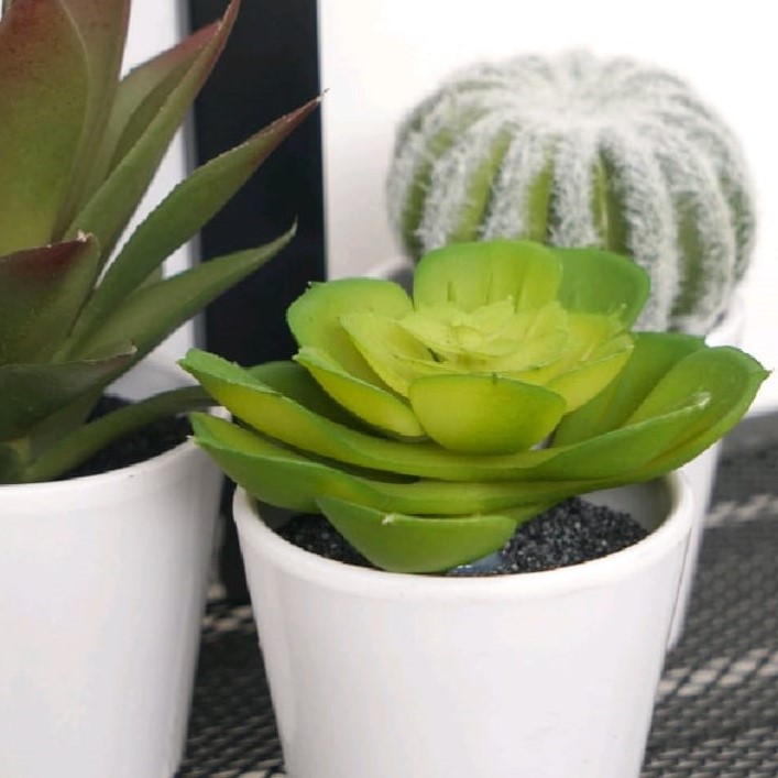 Informa Tanaman Artifisial 7x7x15 Cm Set 3 Pcs Kaktus Y12