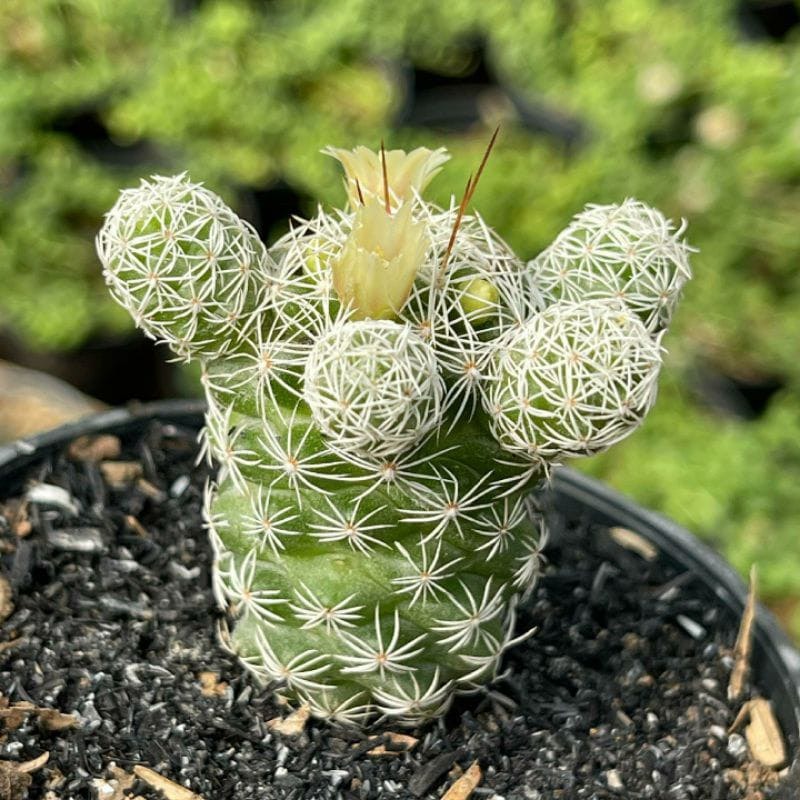 Kaktus Mammillaria Gracilis 2