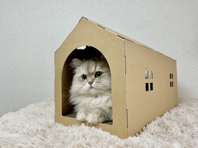 Jika Anda memilih yang satu tingkat, utamakan rumah kucing dengan ukuran minimal 40 cm x 40 cm x 40 cm