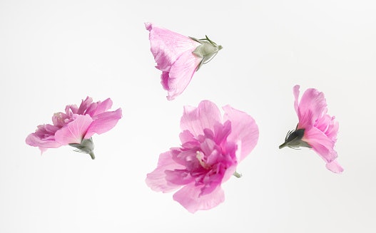 Pertimbangkan parfum kopi bercampur floral notes untuk menunjukkan kesan feminin dan romantis