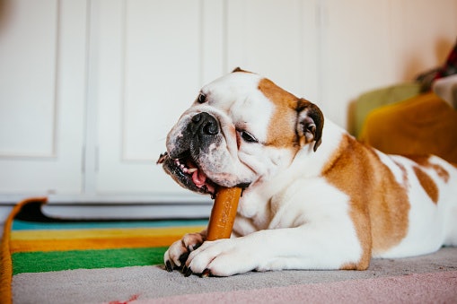 Carilah mainan yang sesuai dengan kepribadian anjing Anda