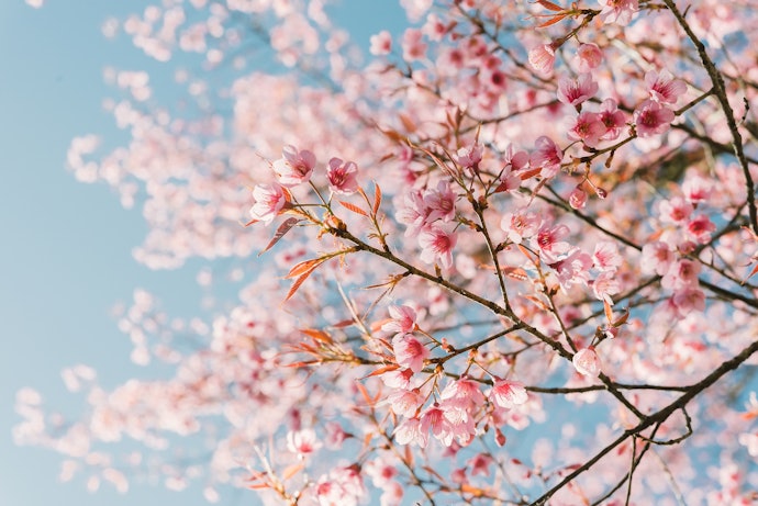 Anda suka body cream beraroma bunga yang lembut? Pakailah varian Glowing Cherry Blossom atau Wild Jasmine