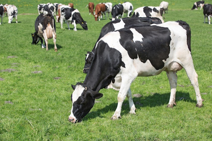Pertimbangkan memilih grass-fed butter yang lebih bernutrisi