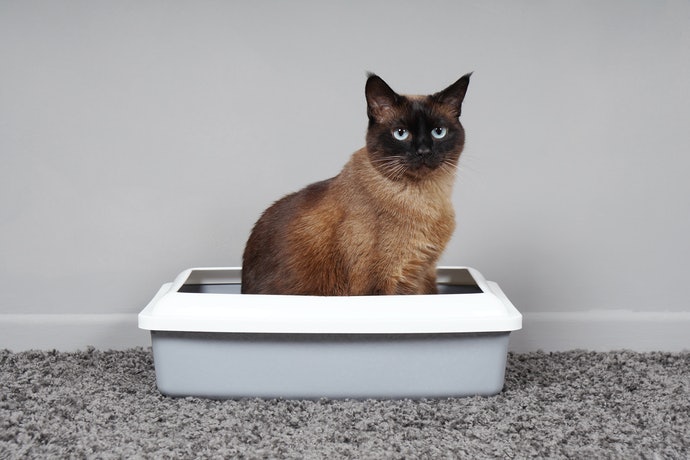 Pastikan ukurannya sesuai dengan kucing Anda