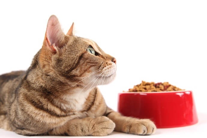 Tetap berikan nutrisi utama dengan makanan kucing