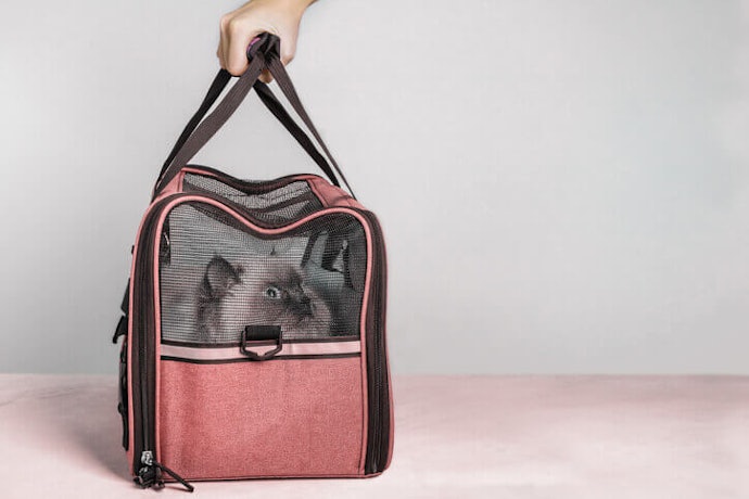 Pertimbangkan produk yang transparan atau berbahan mesh agar lebih mudah mengecek kucing Anda
