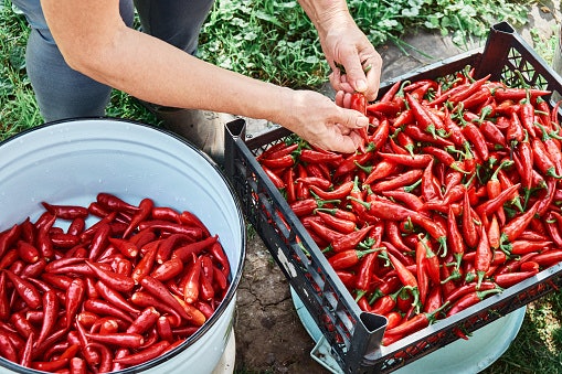 Ketahui masa tanam bibit cabe rawit, biasanya membutuhkan waktu sekitar 70–120 hari untuk bisa dipanen