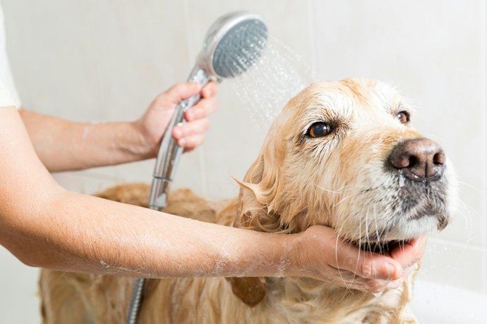 Untuk mencegah pertumbuhan jamur, utamakan medicated shampoo dan perhatikan kebersihan kulit anjing setelah dimandikan