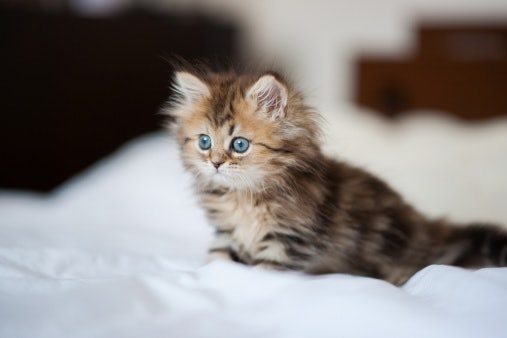 Sesuaikan dengan usia kucing