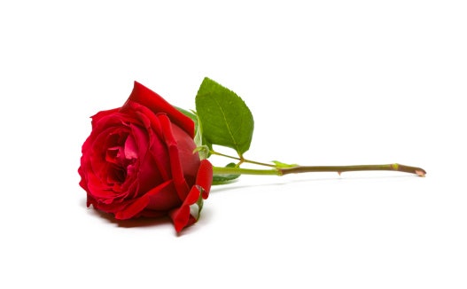 Temukan preserved flower DIY untuk Anda yang mau membuat prakarya