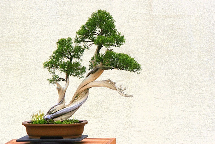 Cermati cikal bakal bonsai kokoh dari akarnya yang berserabut