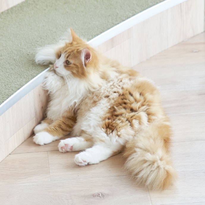 Lakukan saat kucing sedang rileks