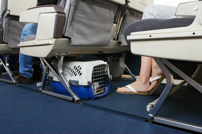 Utamakan pet cargo yang memenuhi standar IATA jika Anda mau bepergian dengan pesawat