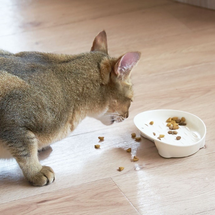Tinjau ulang tempat makannya bila kucing lebih senang makan di lantai
