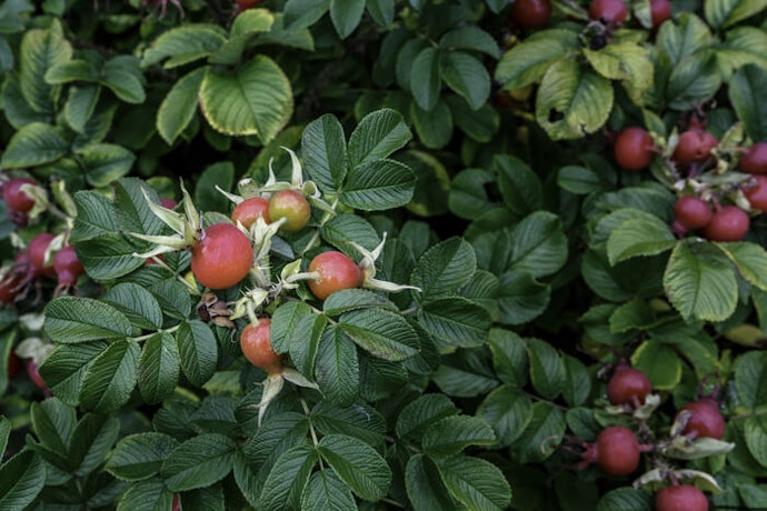 Pertimbangkan rosehip oil organik