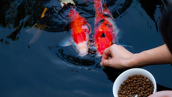 Agar koi cepat besar, berikan makanan alami yang tinggi protein dan lemak